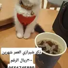 قطط للبيع مخافه الله فيها والقدره على تحمل مسؤليتها