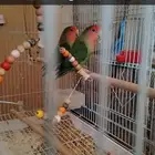 زوجين روز الأبيض تحتها بيض ب 500 ولأخضر ب 400