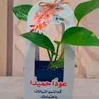 توزيعات نبات بوتس للمناسبات بسعر مناسب
