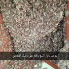 نحل بلدي للبيع خلايا محايلي