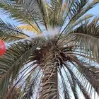 رش النخيل من الغبير والسوسه الحمراء