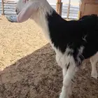 مشروع فحل نجدي