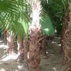 السلام عليكم ورحمة الله وبركاته يوجد الدينا نخل وشنطني