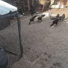 سبعه ديوك مهجنه