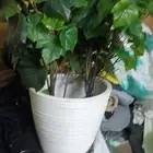 اشجار صناعية اربعا حبات ثلاث صغار واحد كبير