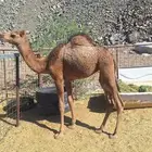 للبيع بكره مقنوي طيبه