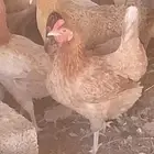 دجاج بلدي بياض