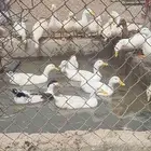 بط بكيني