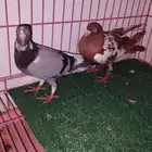 حمام سوري وباكستاني زوجين