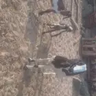عنزه مع اولادها