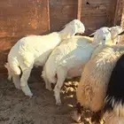 ذبايح نعيم حري نجدي