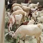 معزا أكثرها وصله ولاده وكلها صغار سن