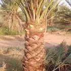 يوجد لدينا نخيل جميع الانواع