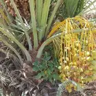 فروخ طيبه