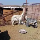 نعجه بولدها وتيس