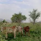 بقر للبيع