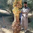 نخل مثمر للبيع نخيل برحي سلاطين غره صقعي هلالي وواشنطني زينه