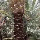 نخل للبيع جده مكه