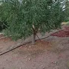 شجر زيتون متفرع