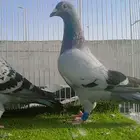 زوجين زاجل