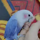 للبيع ببغاء الروز أليف لعوب مغرد حبوب