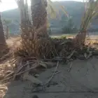 فسايل نخل نجران بياض ومواكيل. رقم واحد.