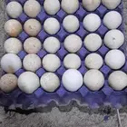 بيض رومي مخصب