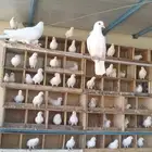 بسم الله الرحمن الرحيم