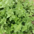 زعتر (اوريجانوا) عضوي مجفف