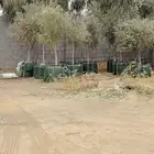 زيتون للبيع