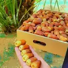 نخل للبيع نخل مثمر مجدول صقعي سكري خلاص الحساء خضري برحي