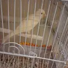 ذكر كناري مغردد ومنتج عند راعيه تغريد اسطوريي