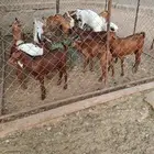 العرضية الجنوبية