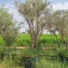 يوجد لدينا زيتون بجيمع الأنواع والاحجام ومعمر