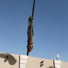 نخيل عربي واشنطني الخرج توصل وتركيب