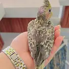 فرخ كروان ( ايزابيل )