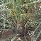 نخل مثمر نخيل للبيع سكري خلاص برحي صقعي نخل مثمر