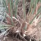 نخل ودي للبيع جميع انواع انخيل العربي