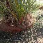 فسايل نخل سكري صقعي مجدول خلاص