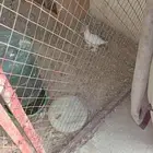 حمام بالوني. منتج.