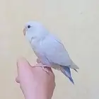 A suitable soft toy for children