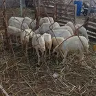 ضان للبيع العدد 20 كبير وصغير