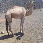 للبيع ركبي طابع للشدد