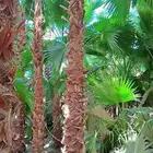 متخصصون في جميع نواع النخيل عربي واشنطونياء جميع المقاسات نو