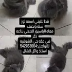 قط للتبني