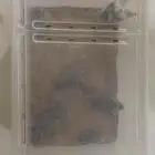 هامستر ات صغار للبيع