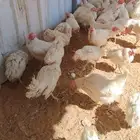 دجاج بياض عمر سنة