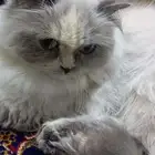 قططه