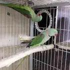 جوز دره نيبالي حجم ماشاء الله