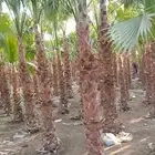 نخيل واشنطوني